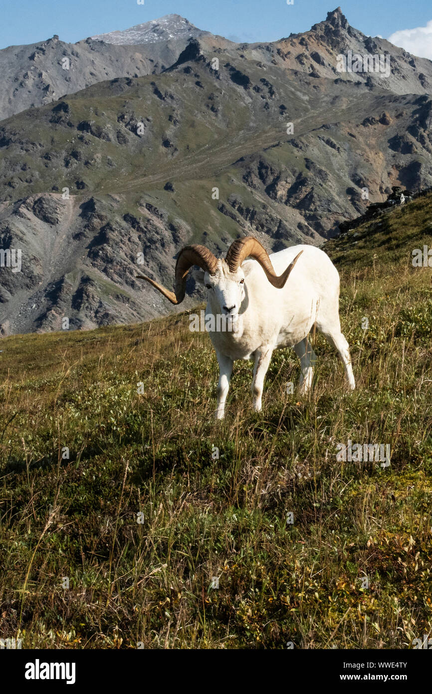 Nordamerika; USA; Alaska; Denali National Park; Tierwelt; Dall Schaf, Ovis dalli; Ram; Sommer Stockfoto