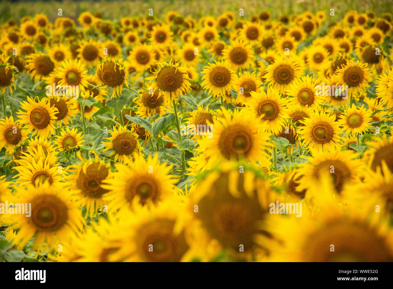 Sonnenblumenfeld an Sundarapandiapuram Stockfoto