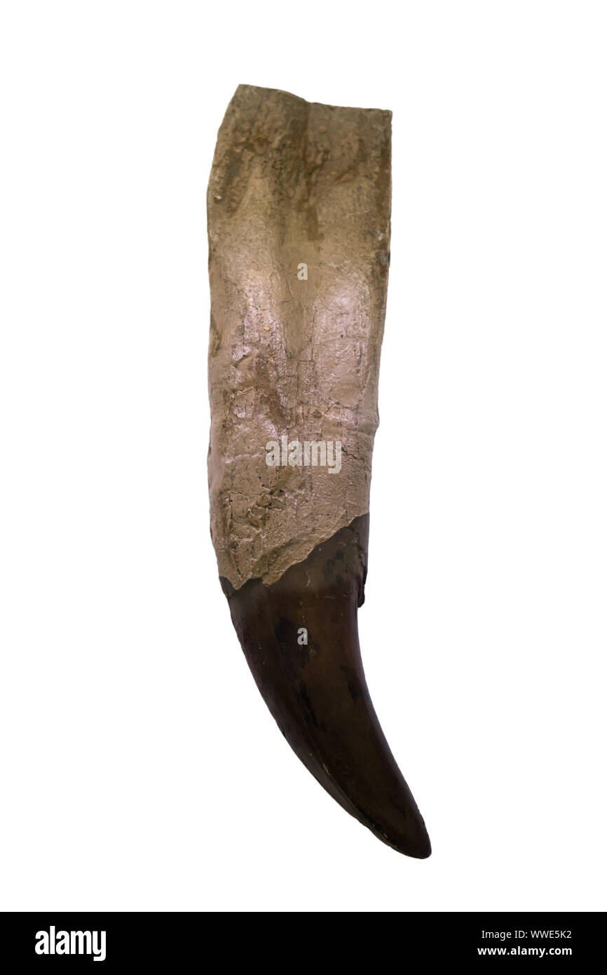 "Tyrannosaurus rex Zahn auf weißem Hintergrund. Zähne der Tyrannosaurus war mehr als 20 Zentimeter Stockfoto