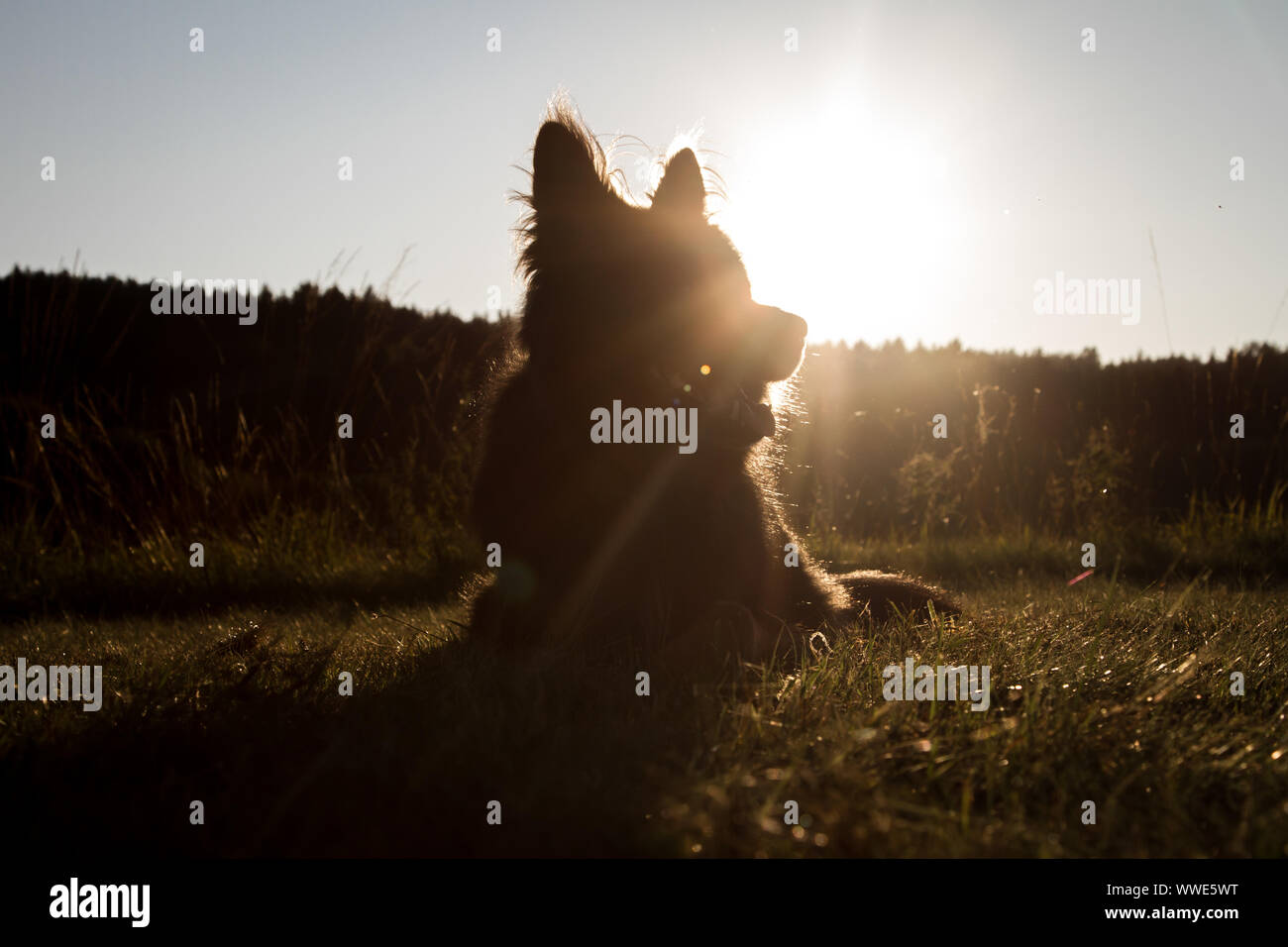 Langhaarige senior Alt Deutscher Schäferhund gegen die Sonne, 11 Jahre alt, bei Sonnenuntergang, Österreich Stockfoto