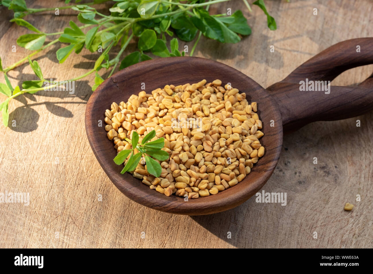 Bockshornklee Samen auf einen Löffel mit frischen Trigonella foenum-graecum Anlage Stockfoto