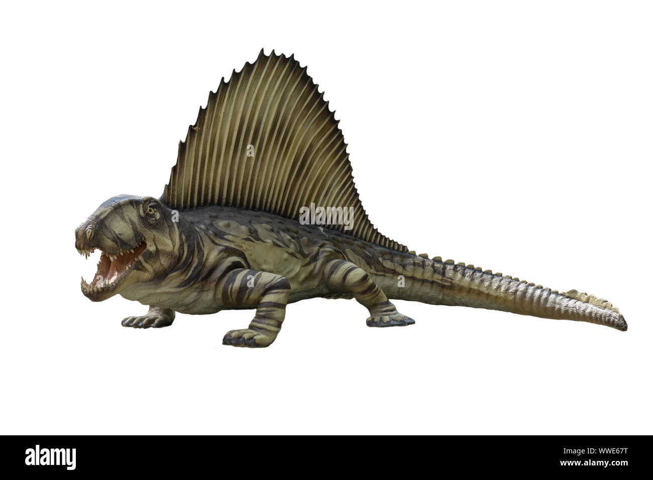 Portrait von dimetrodon auf weißem Hintergrund. Triceratops ist ein Fleischfresser Dinosaurier in Trias lebte Stockfoto
