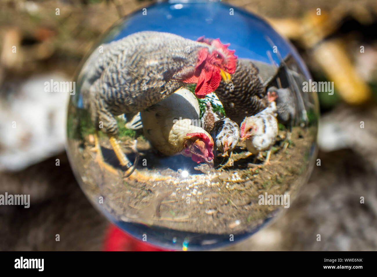 Hühner fotografiert mit einem lensball Stockfoto