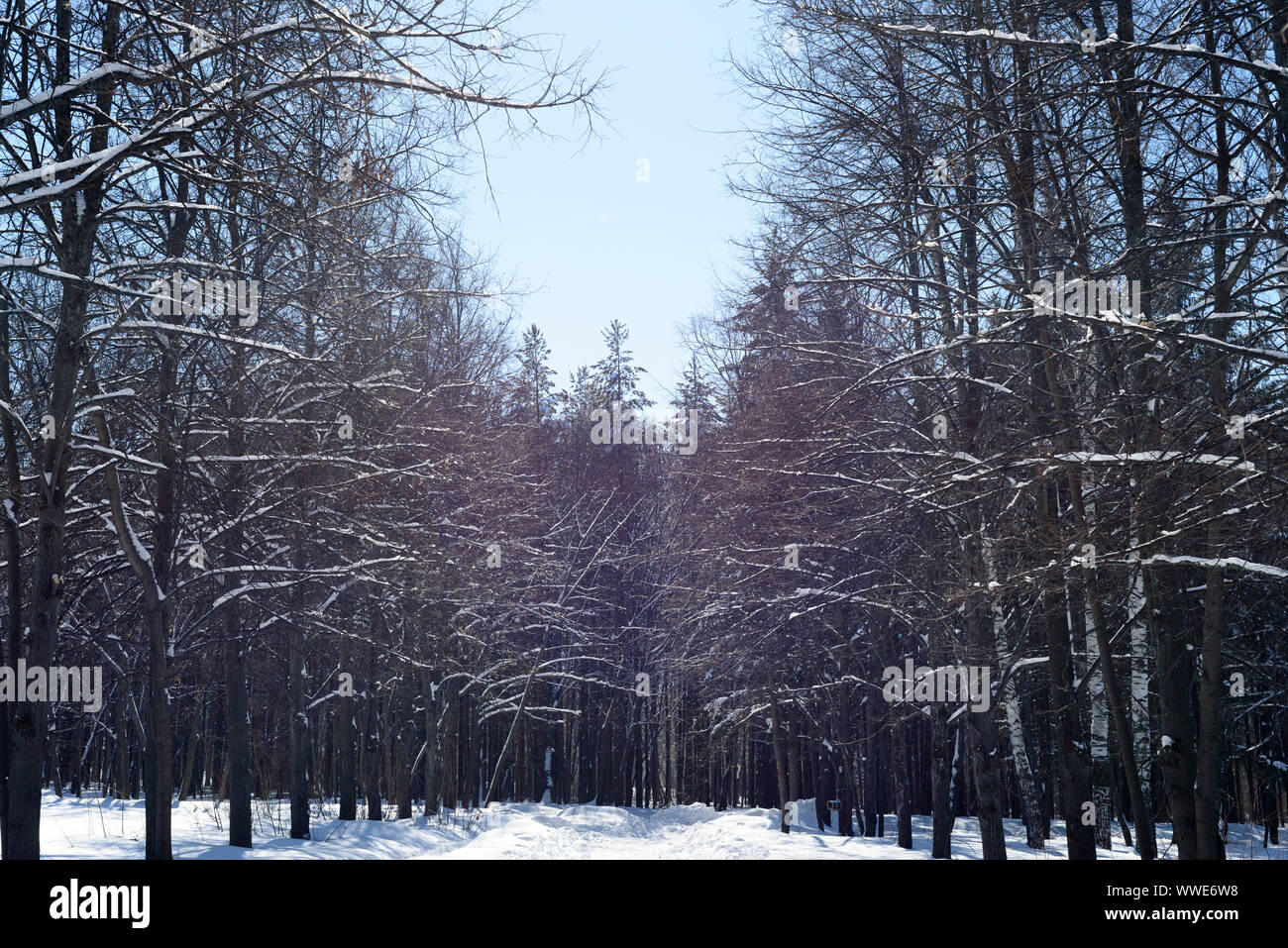 Linien von Fichte, Kiefer und Tanne Bäume in Winter Park mit frischem Schneefall und einem klaren blauen Himmel, im Winter Stockfoto
