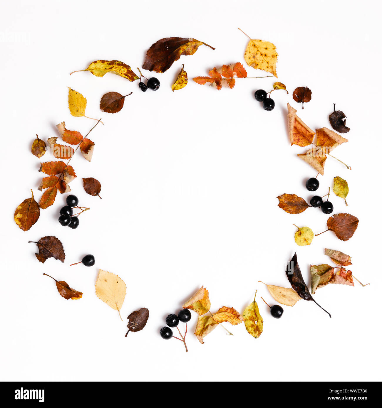 Herbst Komposition. Rahmen der Herbst trocken Multi-farbigen Blätter und Beeren von Aronia auf weißem Hintergrund. Stockfoto