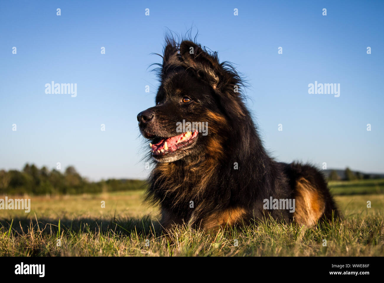 Senior alt Deutscher Schäferhund, 11 Jahre alt, der lag auf einer Wiese, in der Abendsonne Stockfoto