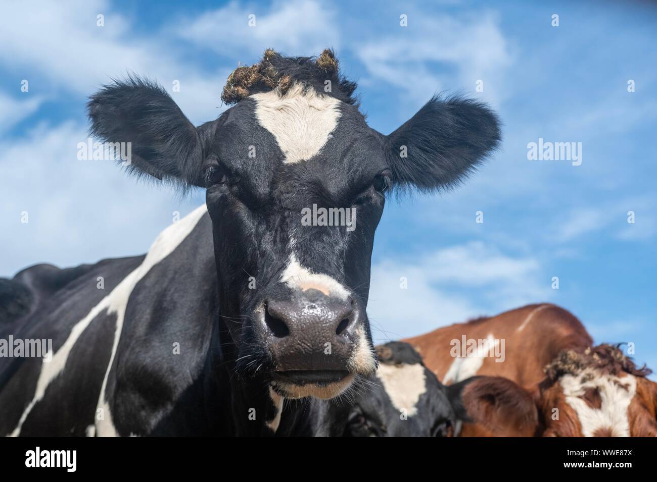 Ein Nahaufnahme Foto einer schwarz-weißen Kuh Stockfoto