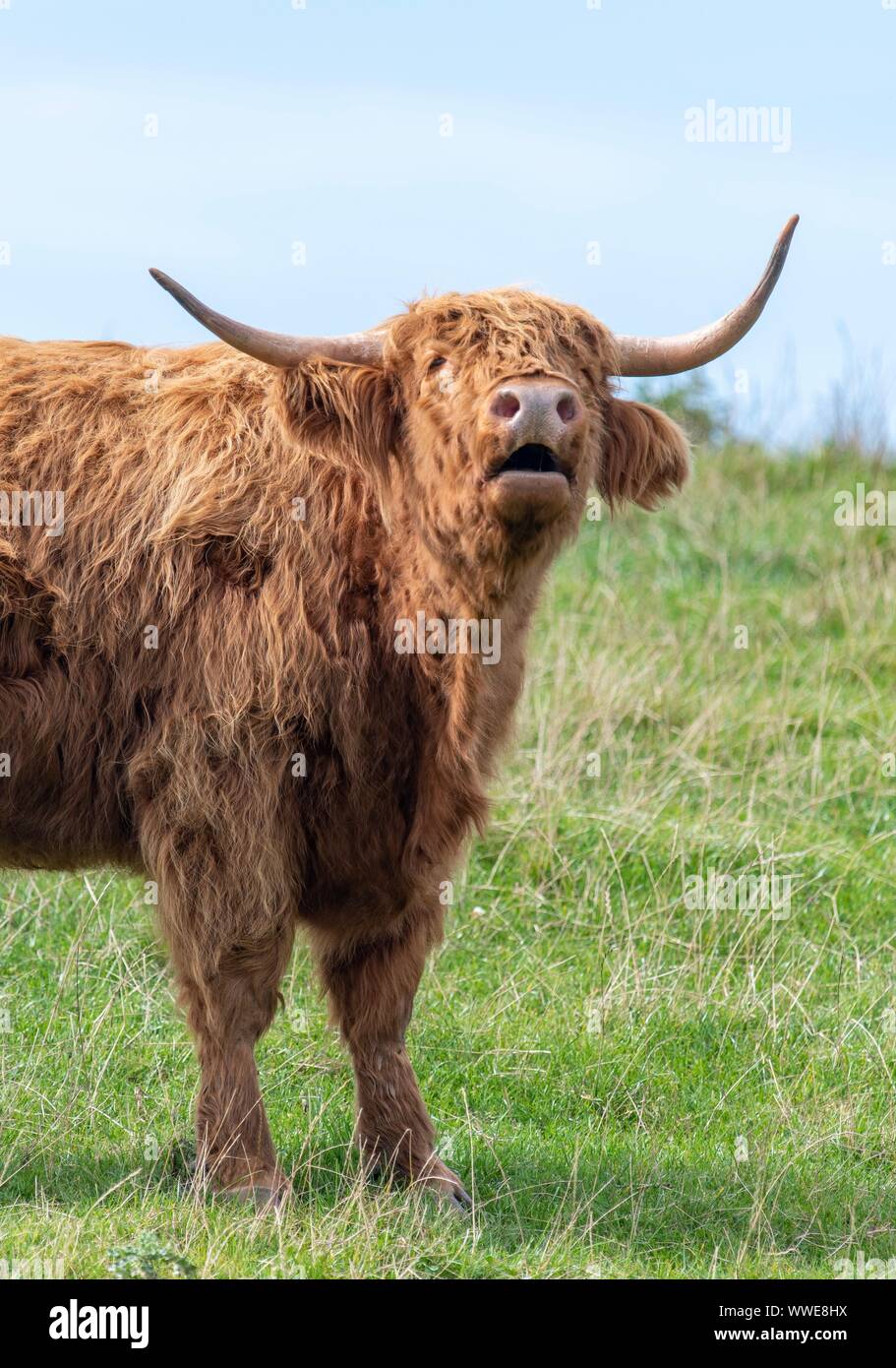 Highland Kühe Stockfoto