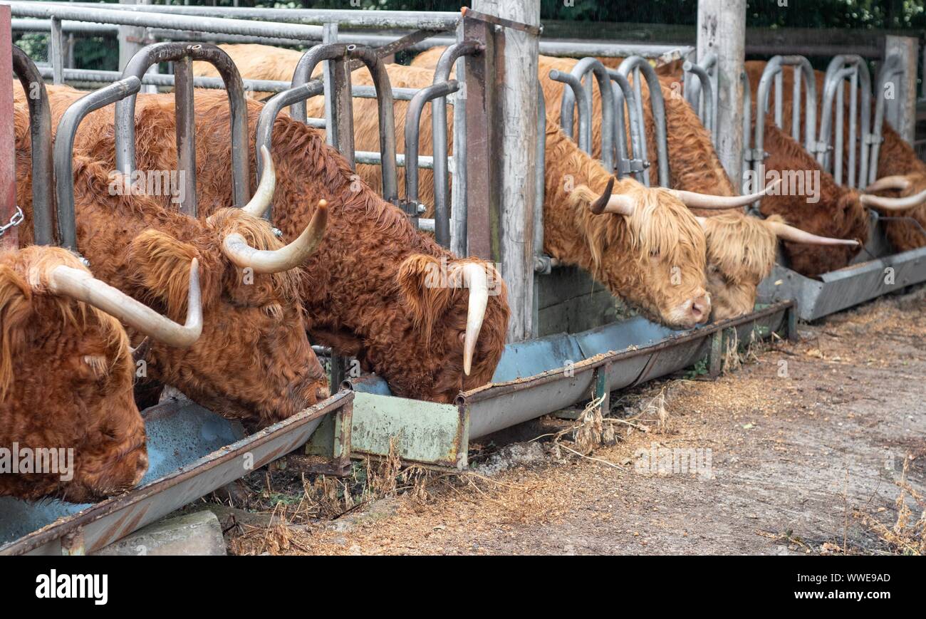 Highland Kühe Stockfoto