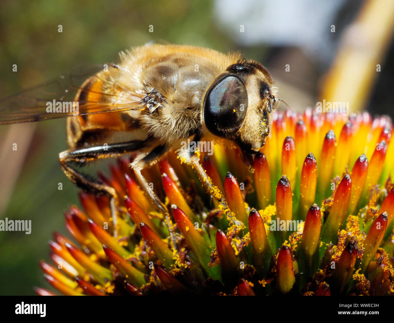 Mistbiene, Schwebfliege (Eristalis Tenax) in Purpur-Sonnenhut (Echinacea purpurea) in der Schweiz Stockfoto
