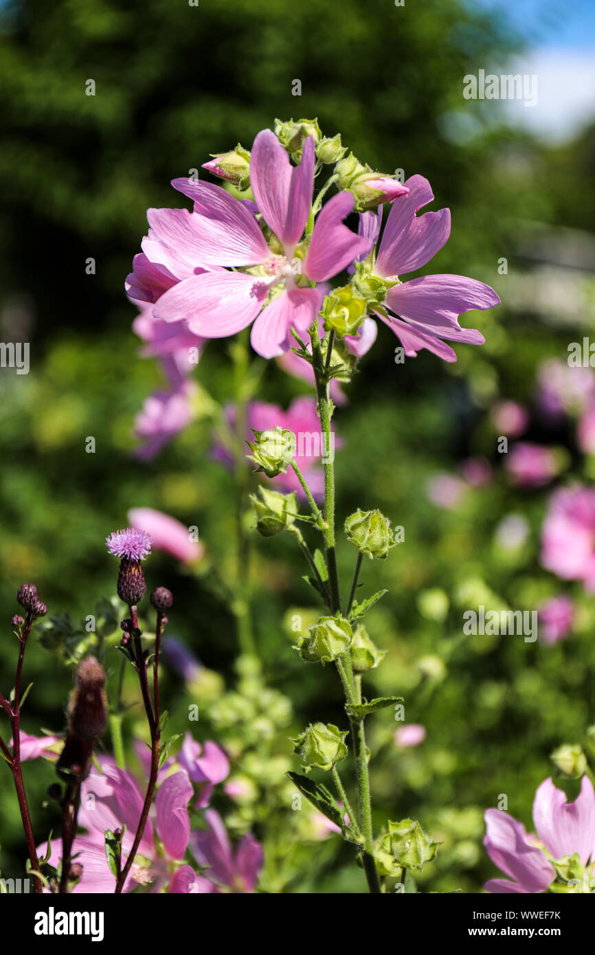 Rosa Blume Stockfoto