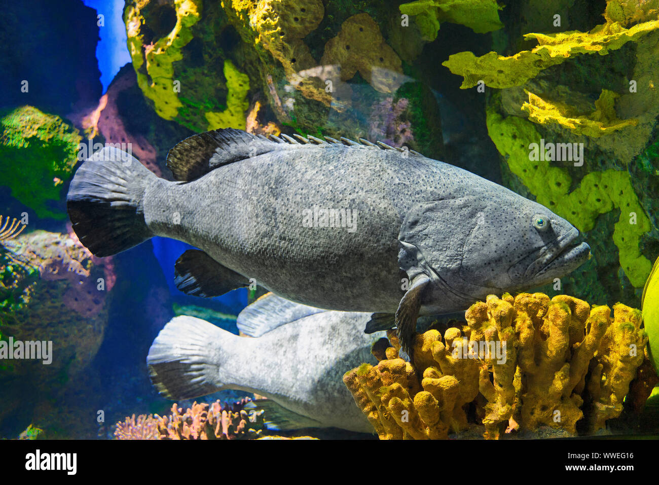 Goliath Zackenbarsch (Epinephelus itajara), Fisch, Ripley's Aquarium von Kanada, Toronto Stockfoto