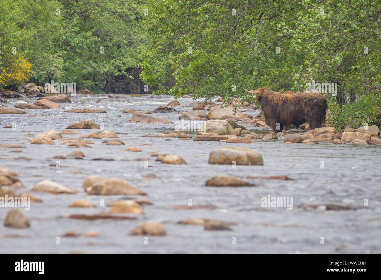 Highland Kuh versucht, Fluss in Aberdeenshire, Schottland Kreuz Stockfoto