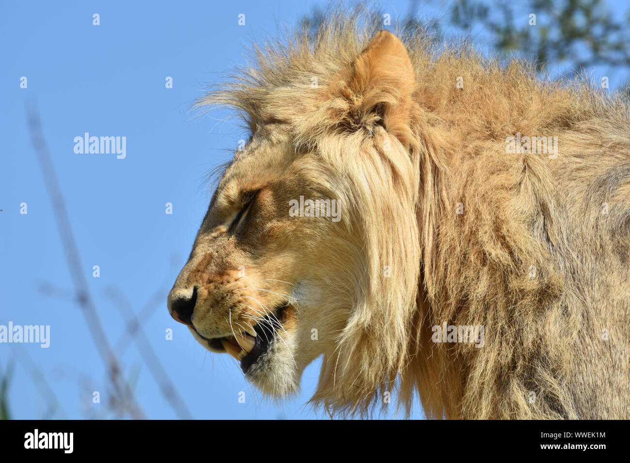 Nahaufnahme eines jungen männlichen Löwenkopf auf unscharfen Hintergrund des blauen Himmels. Horizontale Ansicht Stockfoto