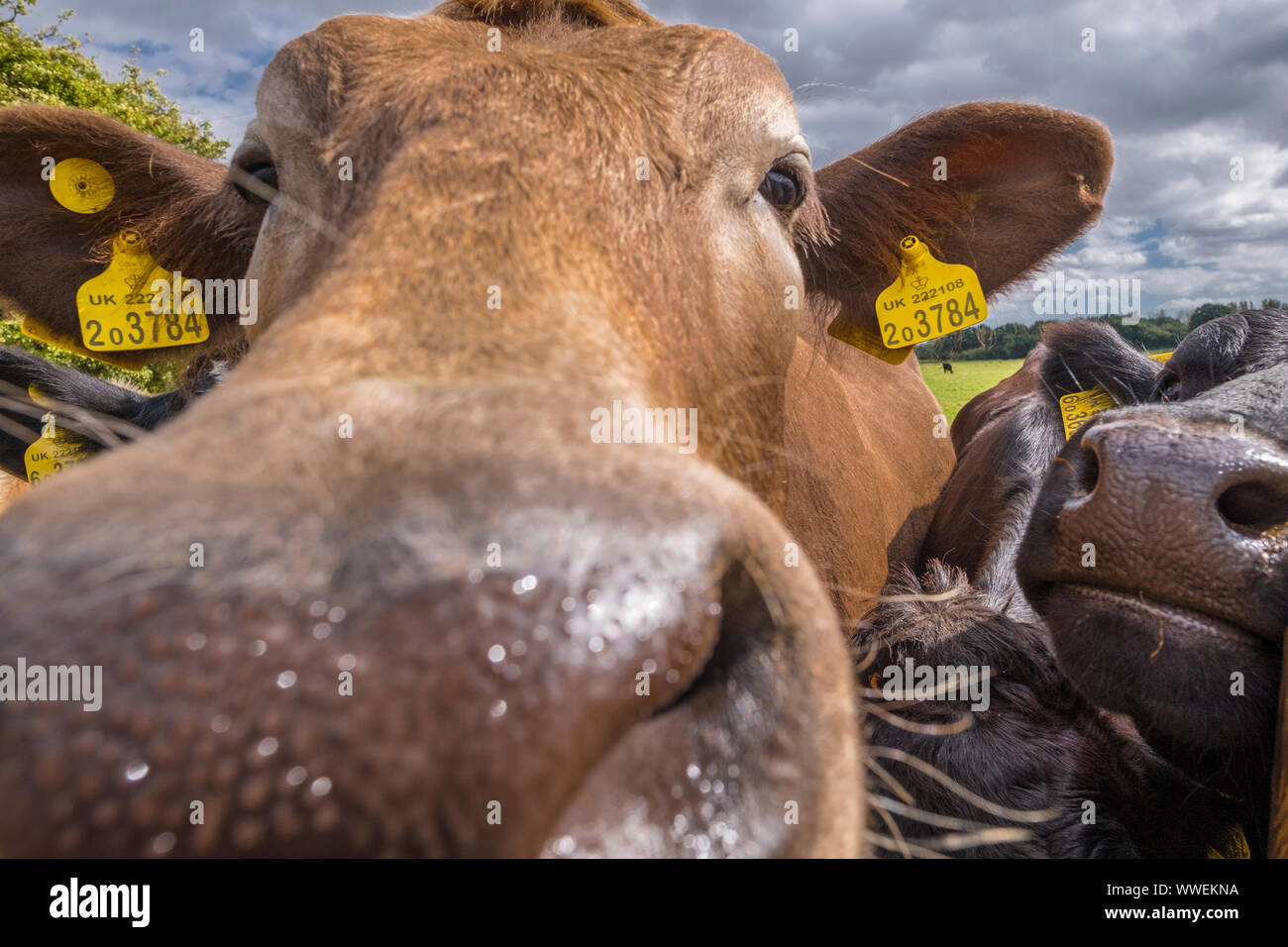 Britische Rinder mit einem britischen Label in den Ohren.auf einer Farm in Suffolk, Großbritannien. Stockfoto