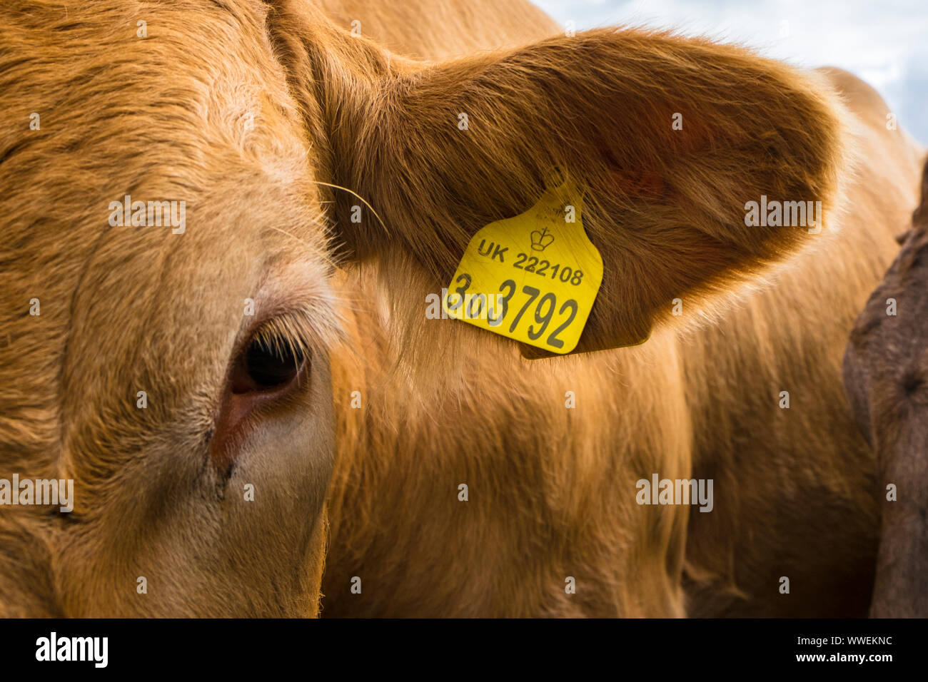 Britisches Rind-Rind, das mit einem UK-Tag im Ohr markiert ist. Eine Farm in Suffolk, Großbritannien. Stockfoto