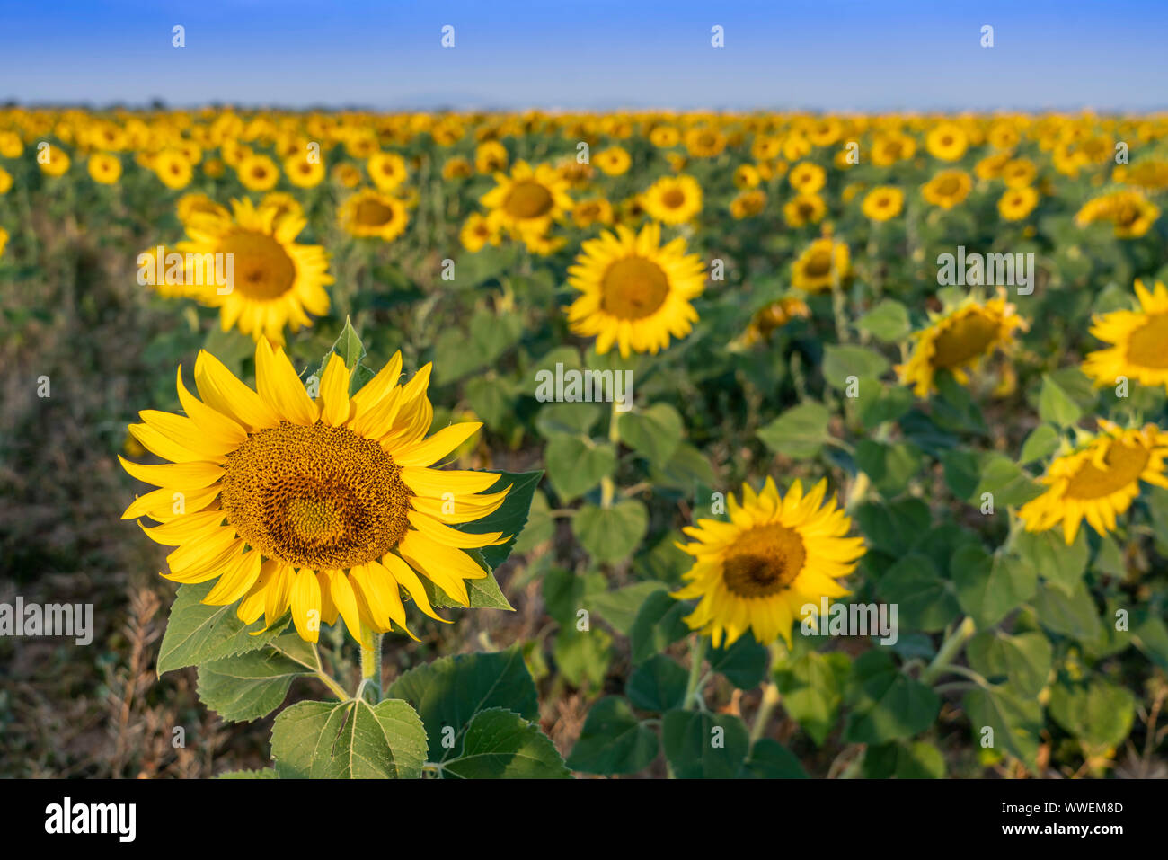Sonnenblumenfeld, Plateau de Valensole, Provence, Frankreich Stockfoto