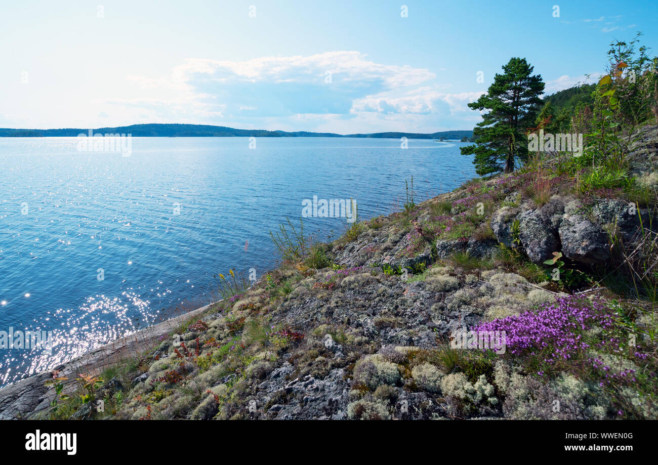 Blühende Thymian am Berghang in der ladoga Schären Stockfoto