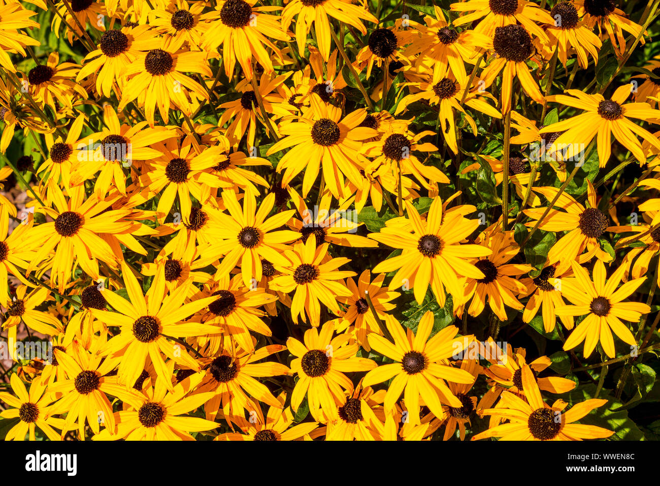 Black Eyed Susan Pflanzen in voller Blüte Stockfoto