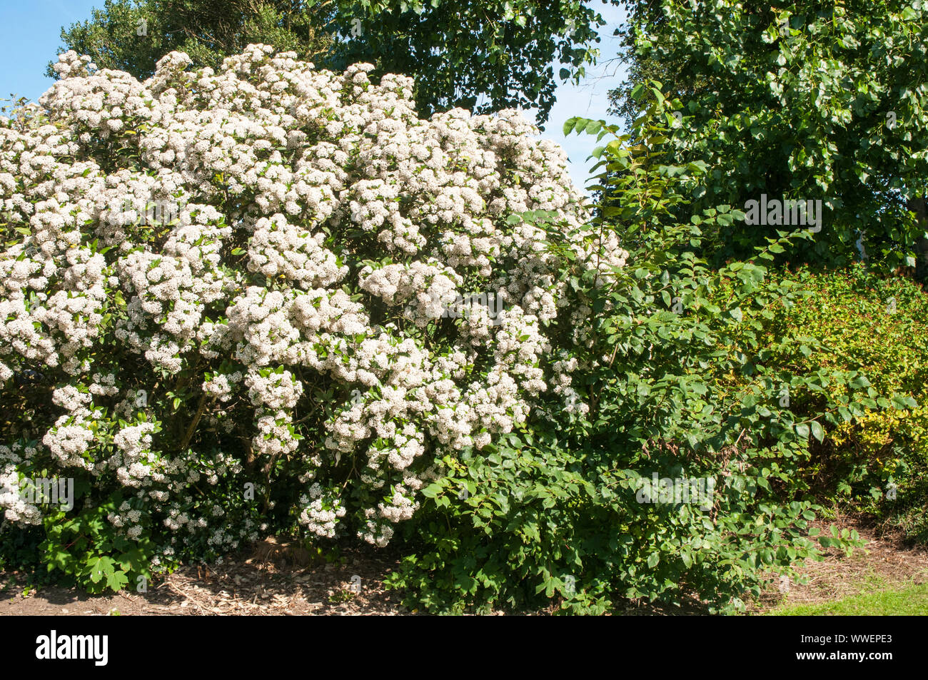 Immergrüner strauch weiße blumen Fotos und Bildmaterial in hoher