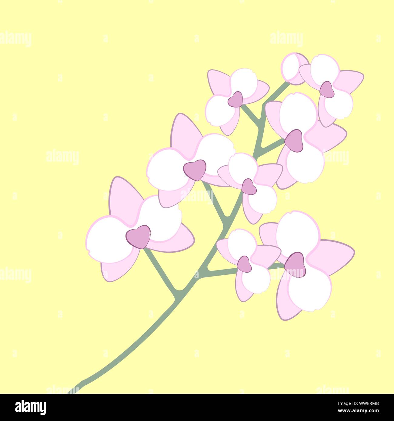 Weiß-rosa Blüten. Orchidee Phalaenopsis Zweig. Vector Illustration Stock Vektor