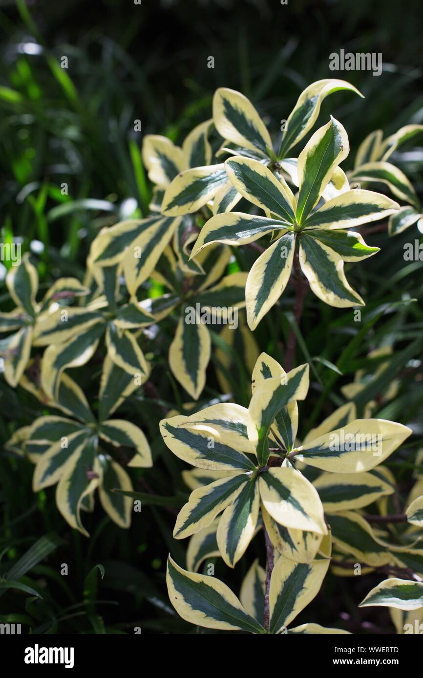 Daphne odora 'aejima'. Stockfoto