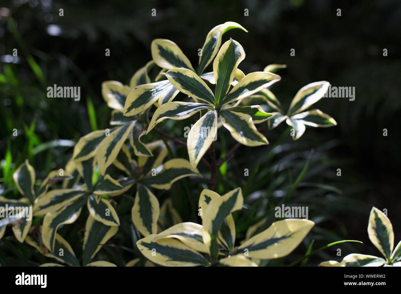 Daphne odora 'aejima'. Stockfoto