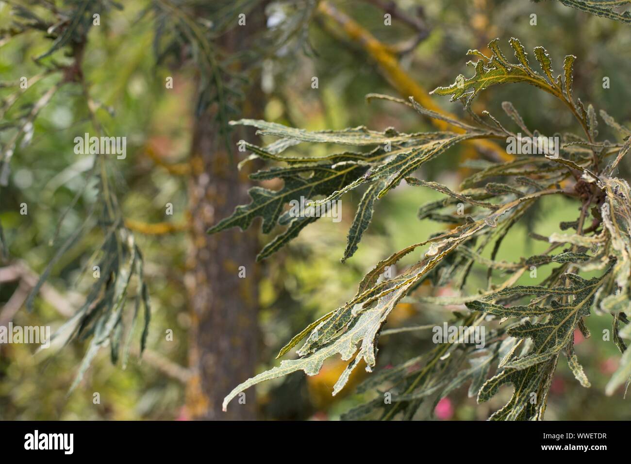 Quercus dentata 'Dioicus'. Stockfoto