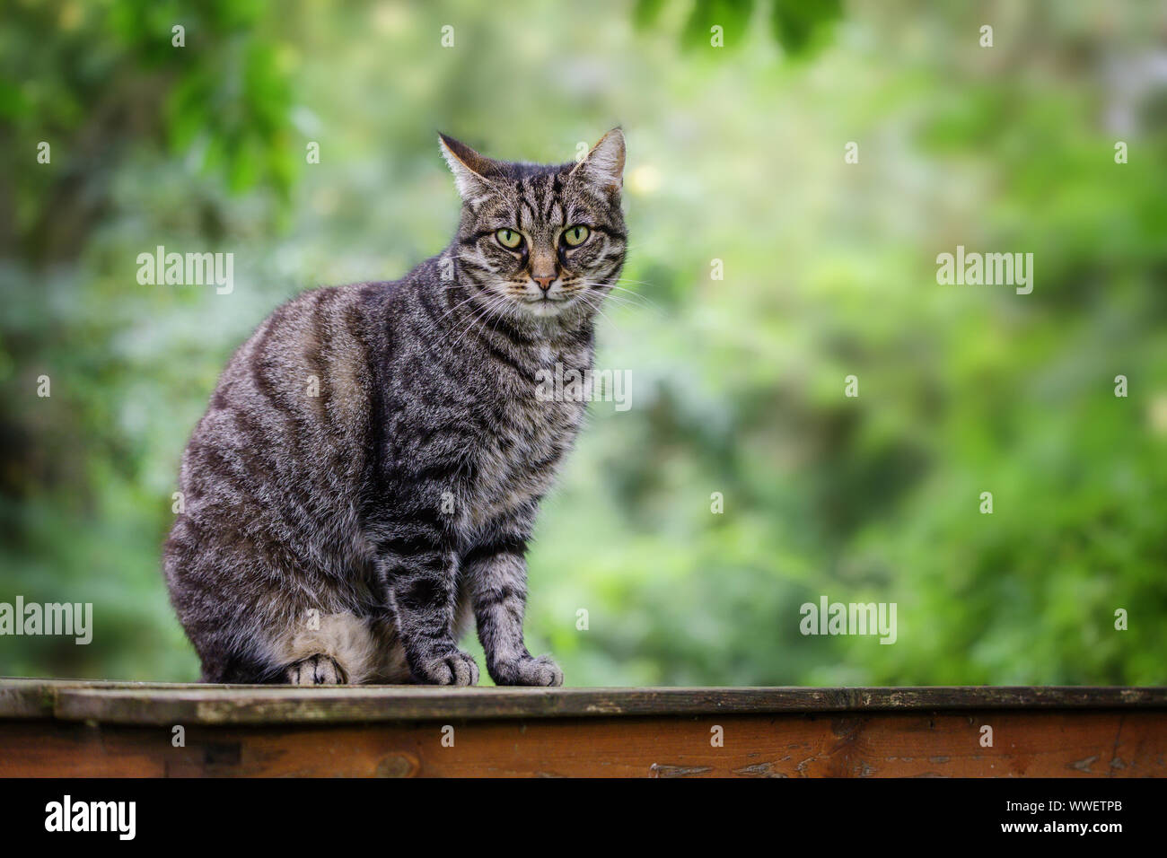 Cute tabby Katze sitzt auf einem Tisch vor einem grünen Hintergrund mit Kopie Raum, ausgewählte konzentrieren Stockfoto