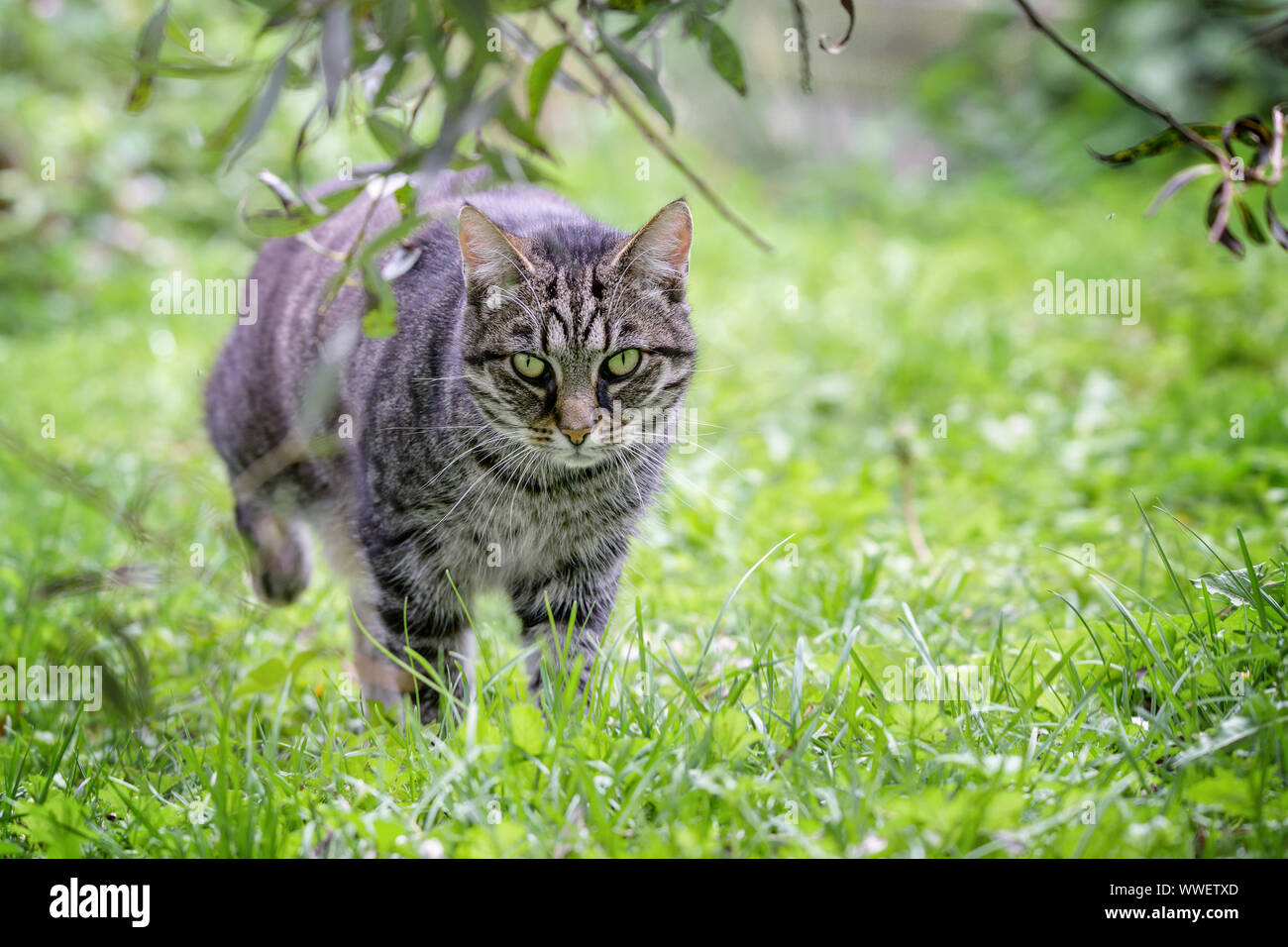 Tabby Katze auf der Jagd ist Roaming durch das Gras im Garten, grüner Hintergrund mit Kopie Raum, ausgewählte konzentrieren Stockfoto