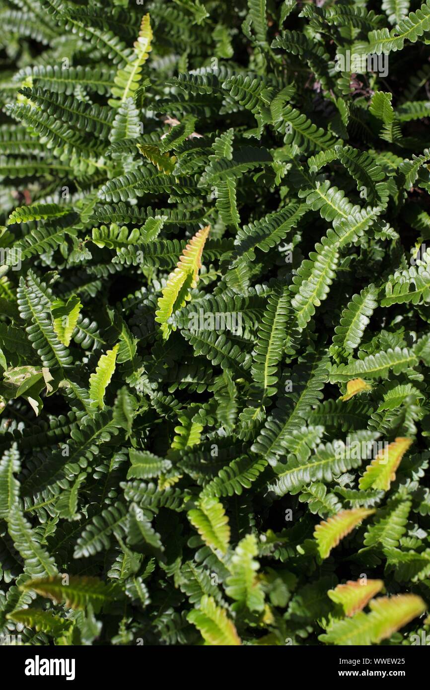 Blechnum Penna-marina Farn. Stockfoto