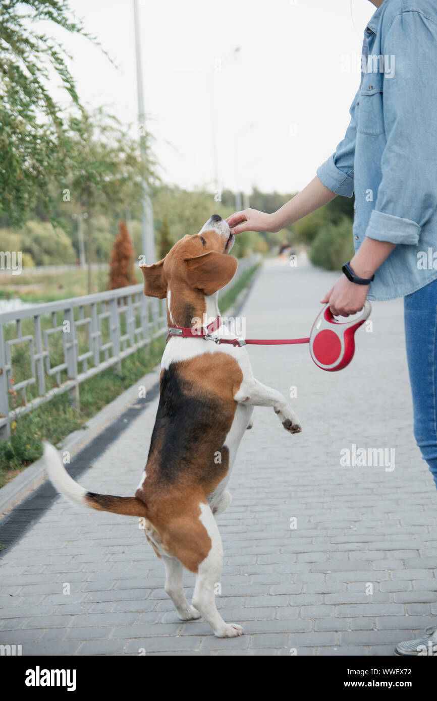Herrin Feeds ein beliebtes beagle Hund Haustier Stockfoto