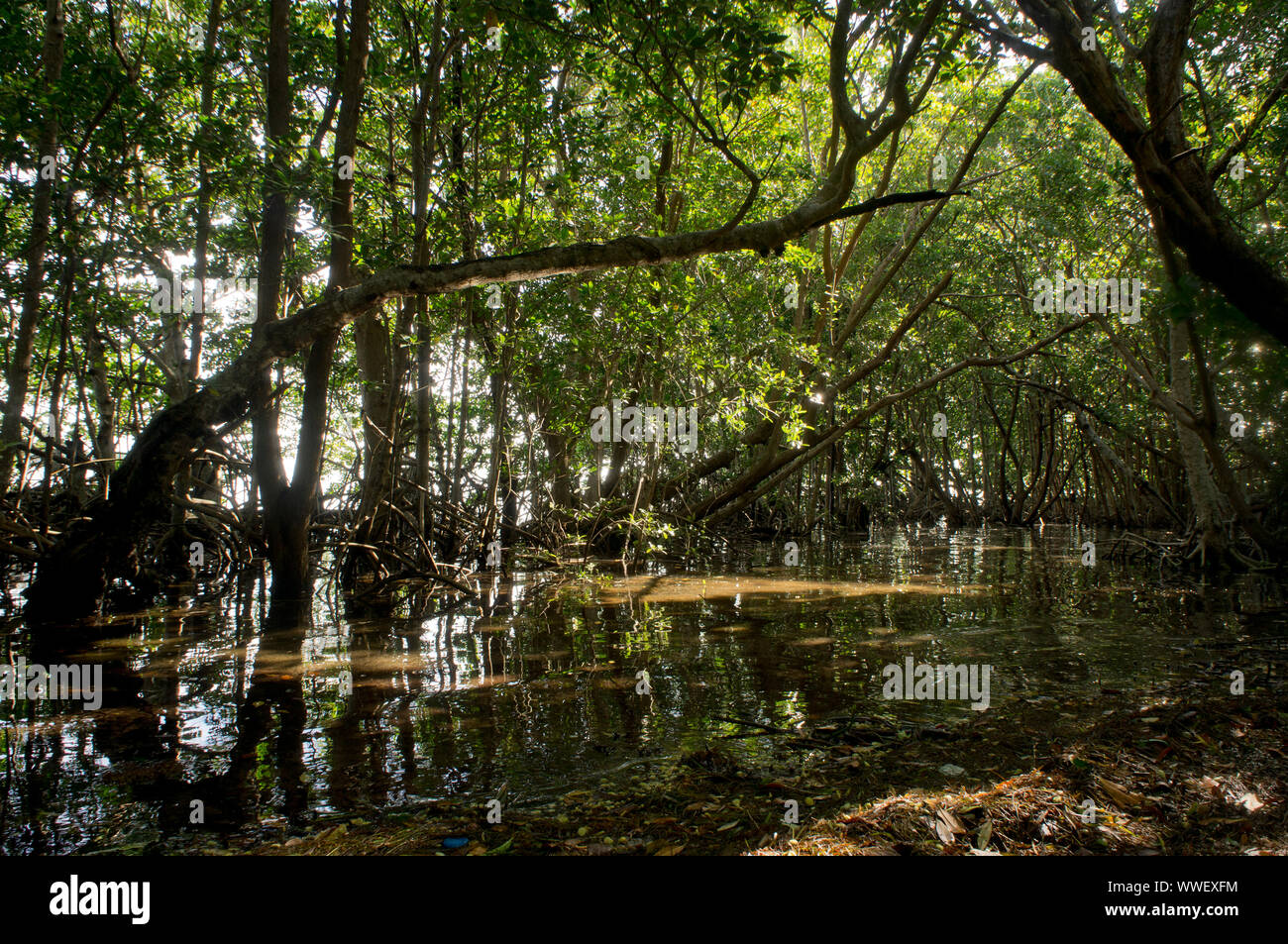 Ansicht der Mangrovenwald in der Matheson Hängematte Miami-Dade County Park am Ufer des Biscayne Bay in Miami, Florida, USA Stockfoto