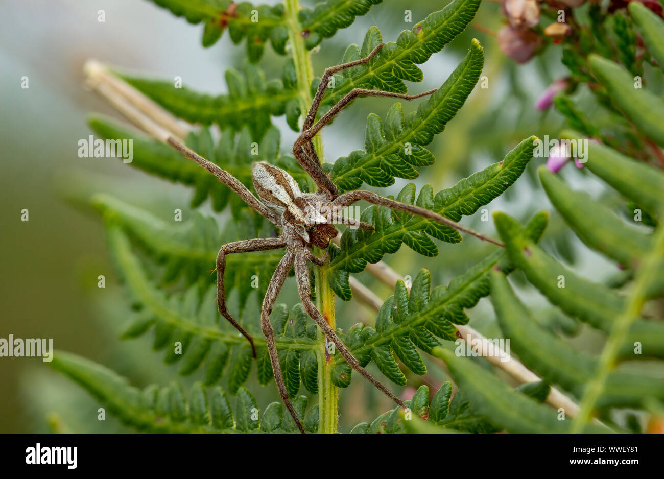 Baumschule Web Spider (Pisaura Mirabilis) Stockfoto