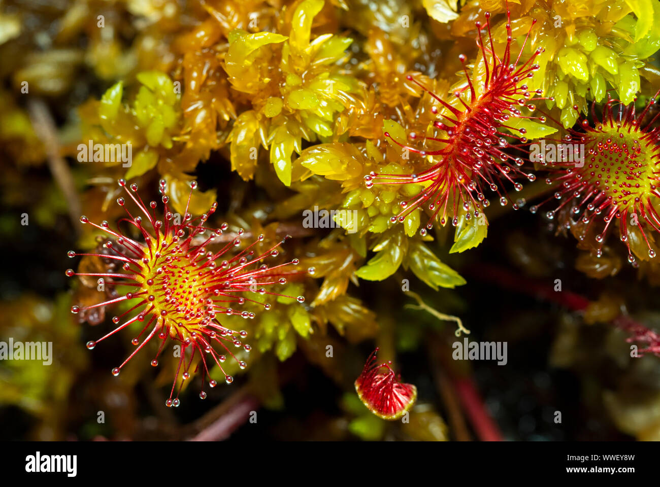 Sonnentau (Drosera Rotundifolia) Stockfoto