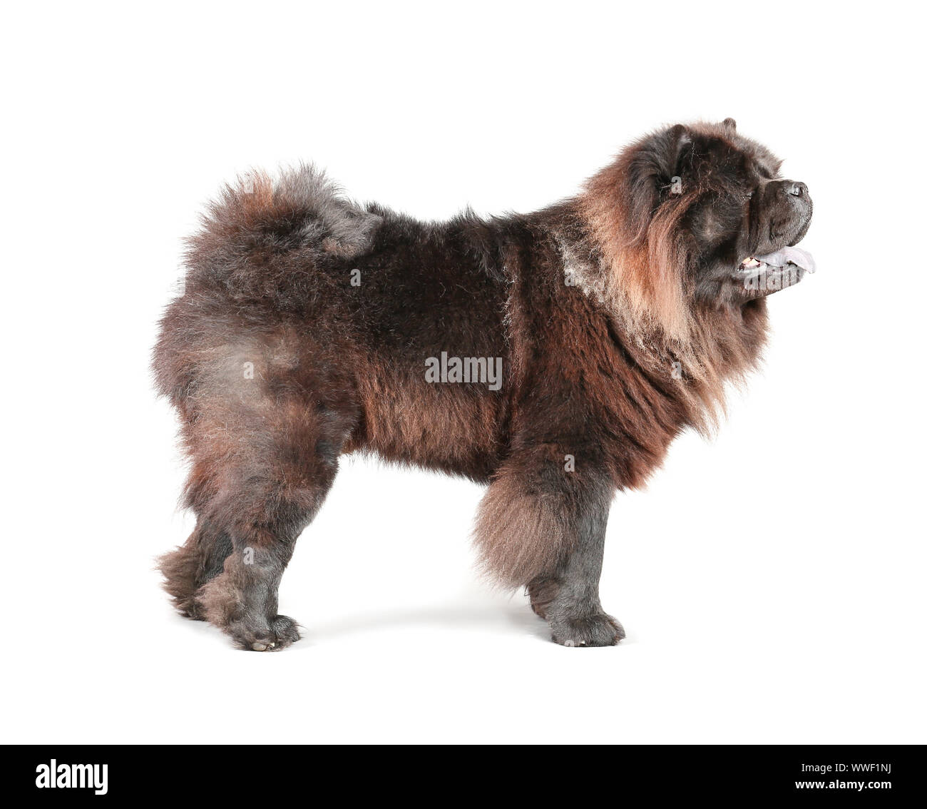 Cute Chow-Chow Hund auf hellen Hintergrund Stockfoto