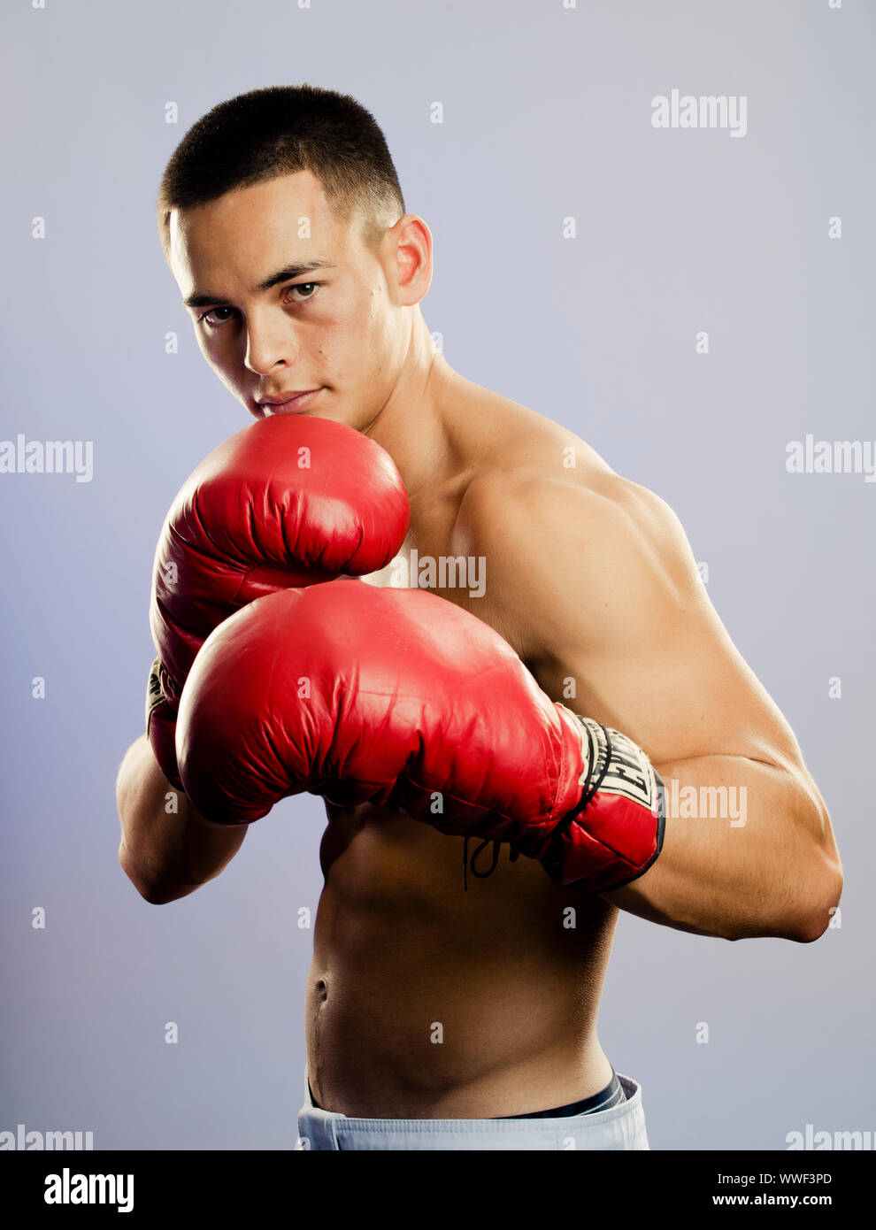 Junge männliche boxer Stockfoto