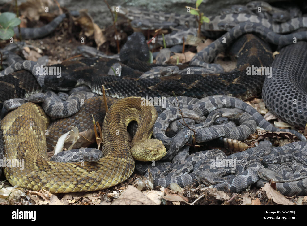 Holz Klapperschlangen (Crotalus horridus), erwachsenen Frauen und neugeborenen Jungen, Pennsylvania, Gravid weiblichen Holz Klapperschlangen versammeln sich an maternit Stockfoto