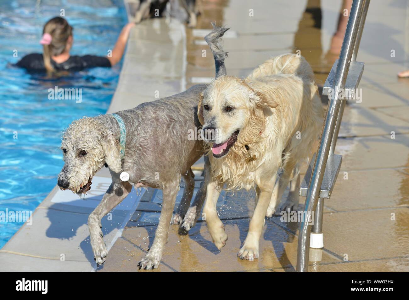 Jährliche Hund schwimmen Saltdean Lido, Brighton 14/09/2019 Das Ende der Saison, wenn der Besitzer kann Schwimmen mit ihren Hunden in einem offenen öffentlichen Pool Stockfoto