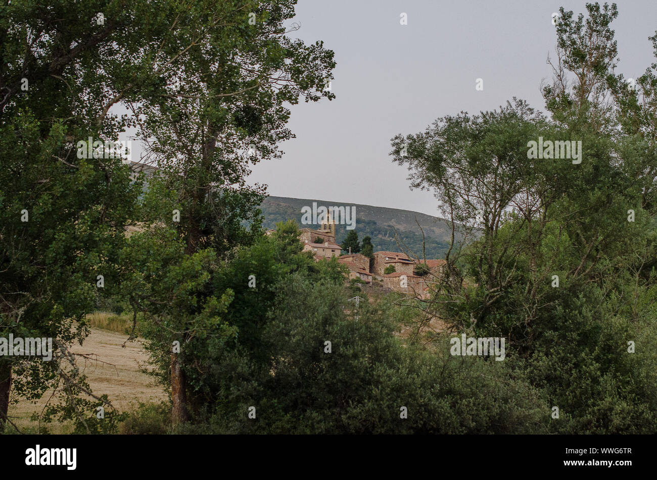 Spanien. Wald in der Umgebung von de Herreruela Castilleria. Palencia Stockfoto