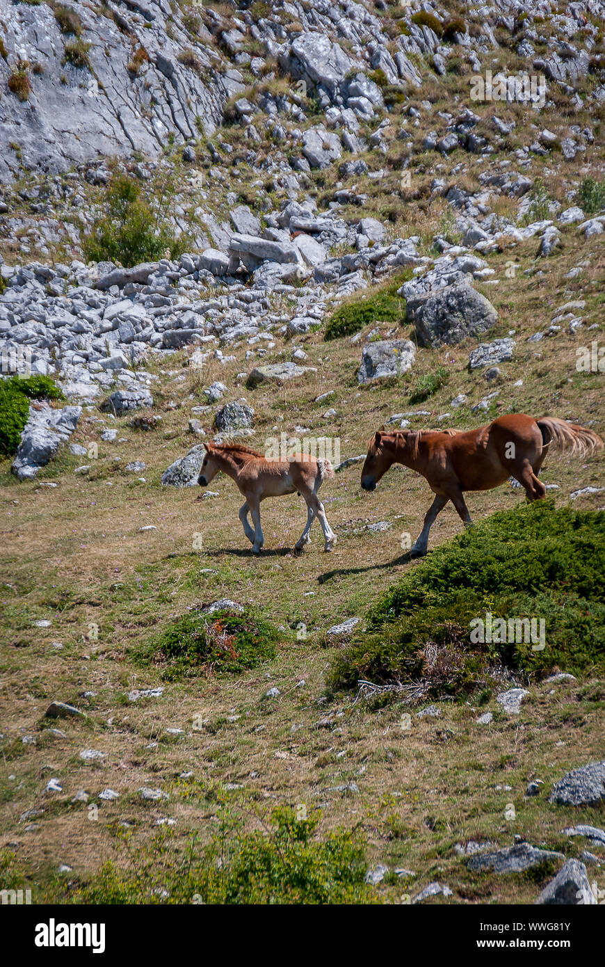 Spanien. Wildes Pferd und Fohlen im Nationalpark von Fuentes Carrionas. Palencia Stockfoto