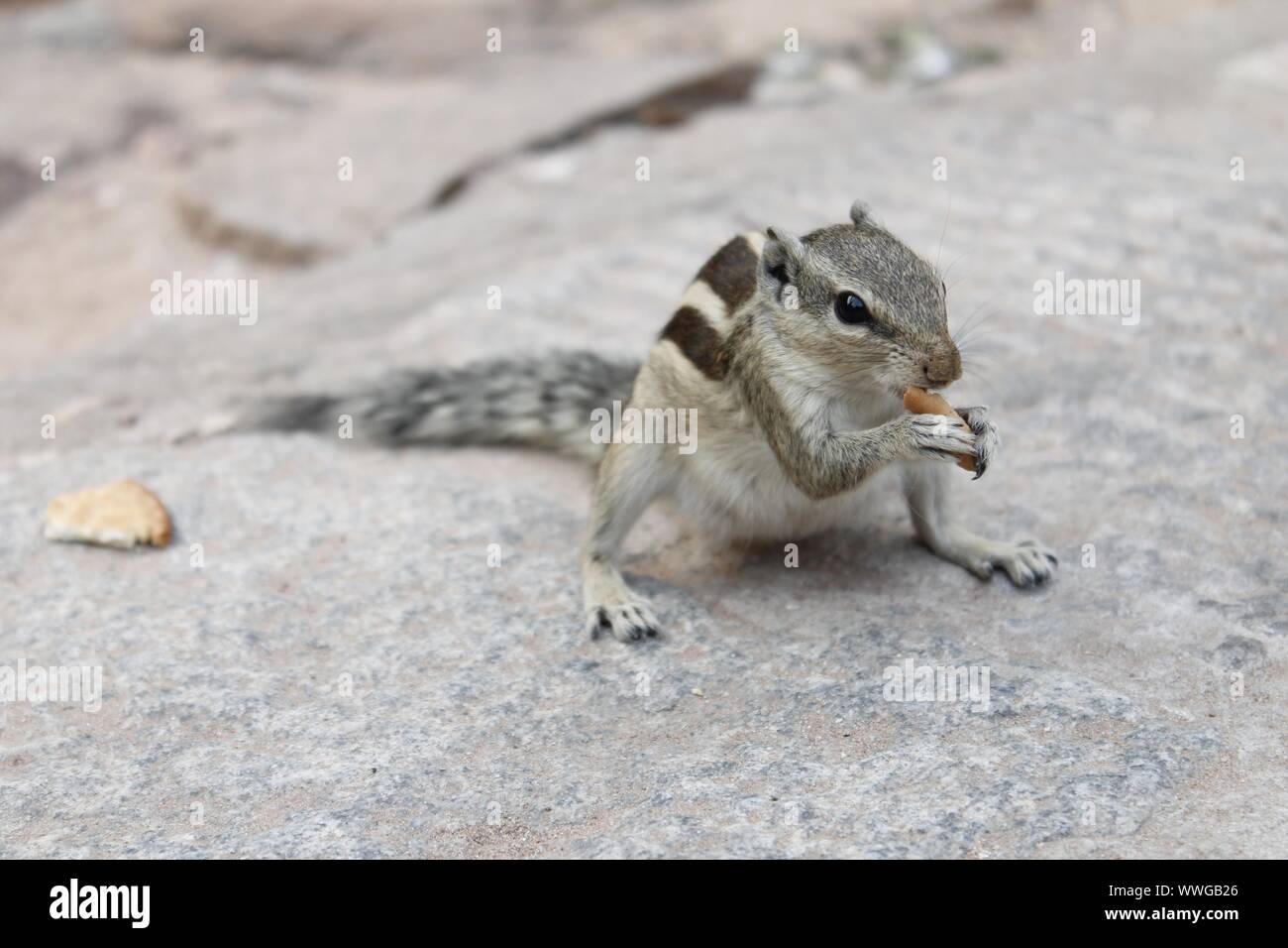 Drei-gestreiften Indischen palm Squirrel (Funambulus palmarum) in einem Park essen ein Stück Brot Stockfoto