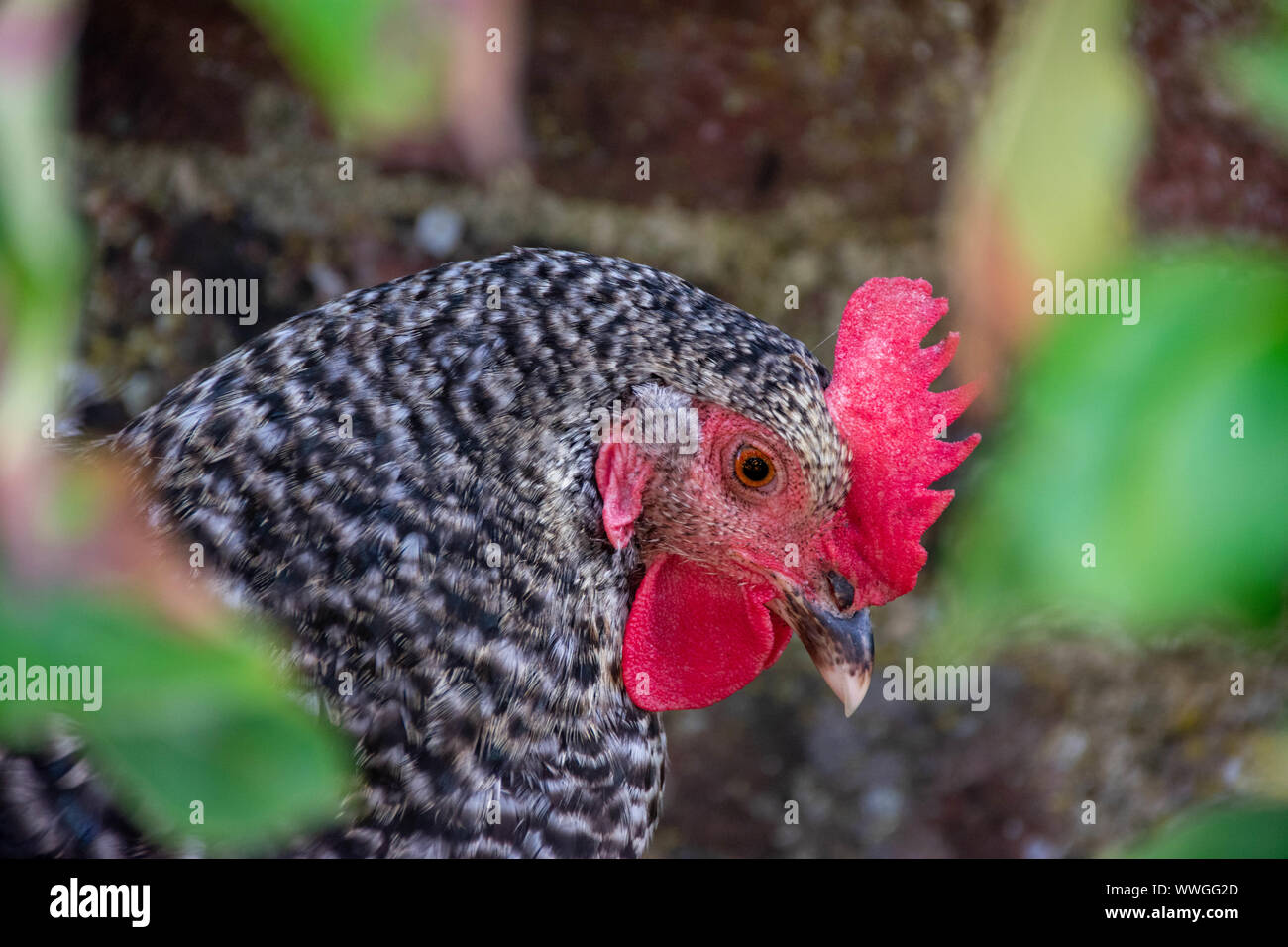 Eine Nahaufnahme einer gesperrten Plymouth Rock Huhn mit wunderschönen schwarzen und weißen Federn Stockfoto