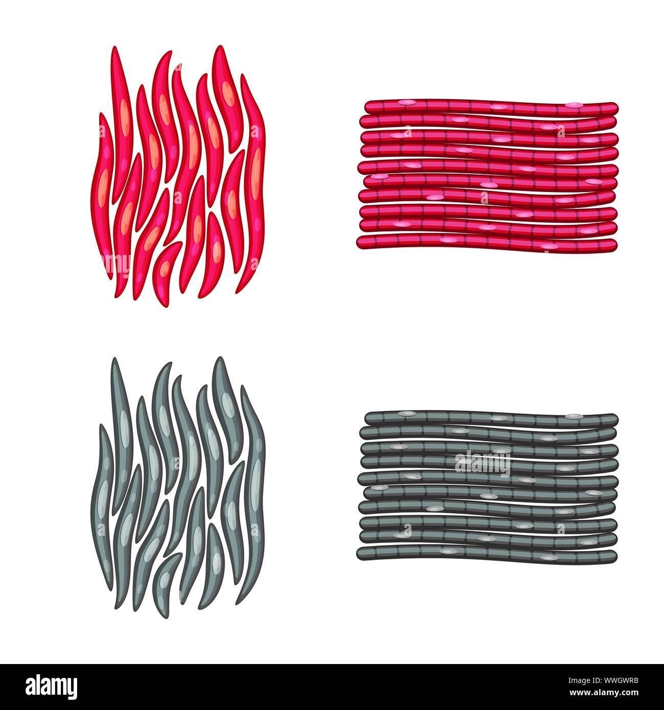 Vektor Design der Faser und muskulös. Sammlung von Faser- und Körper vektor Illustration. Stock Vektor