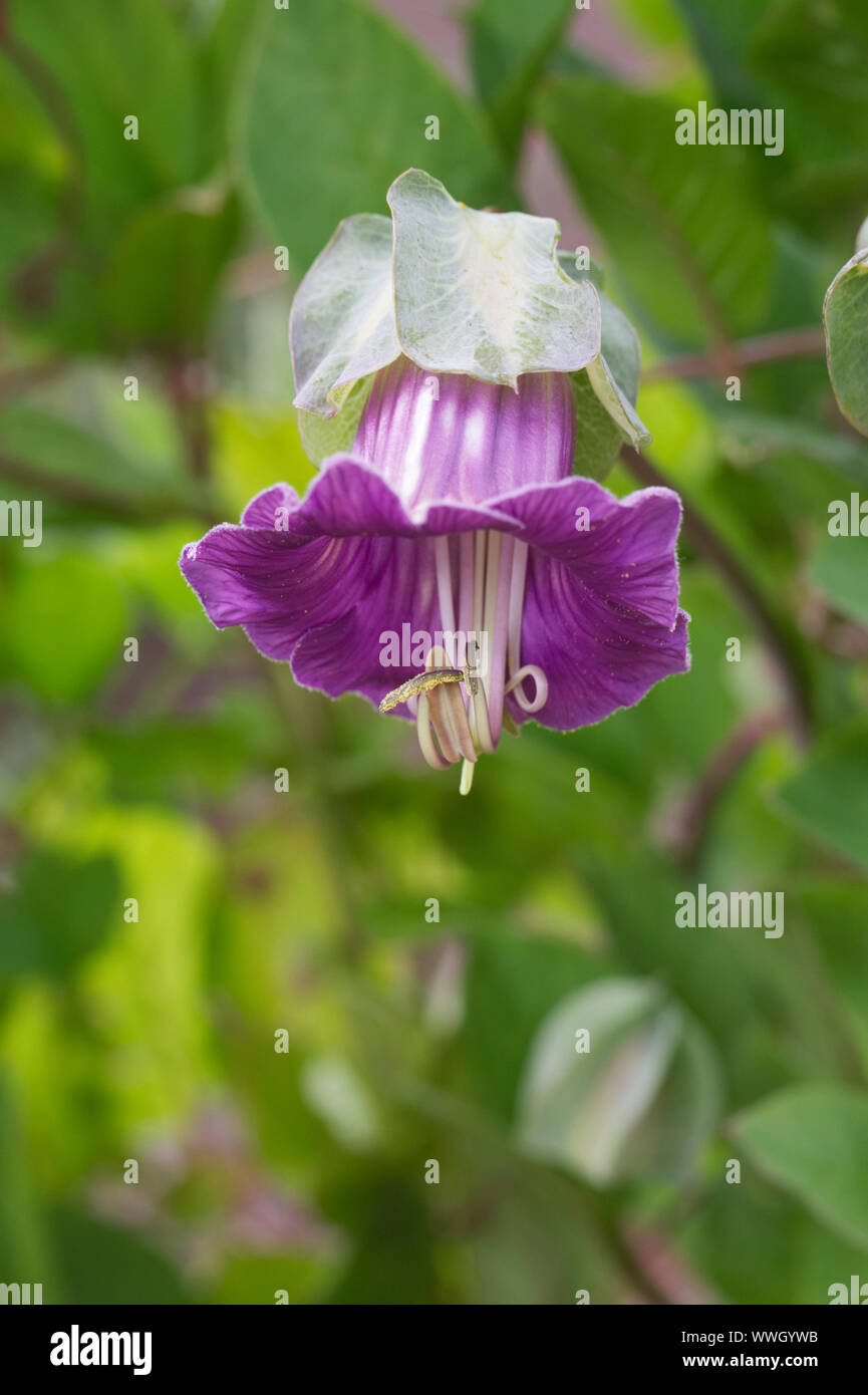 Cobaea Scandens Blume. Tasse und Untertasse Rebe. Stockfoto