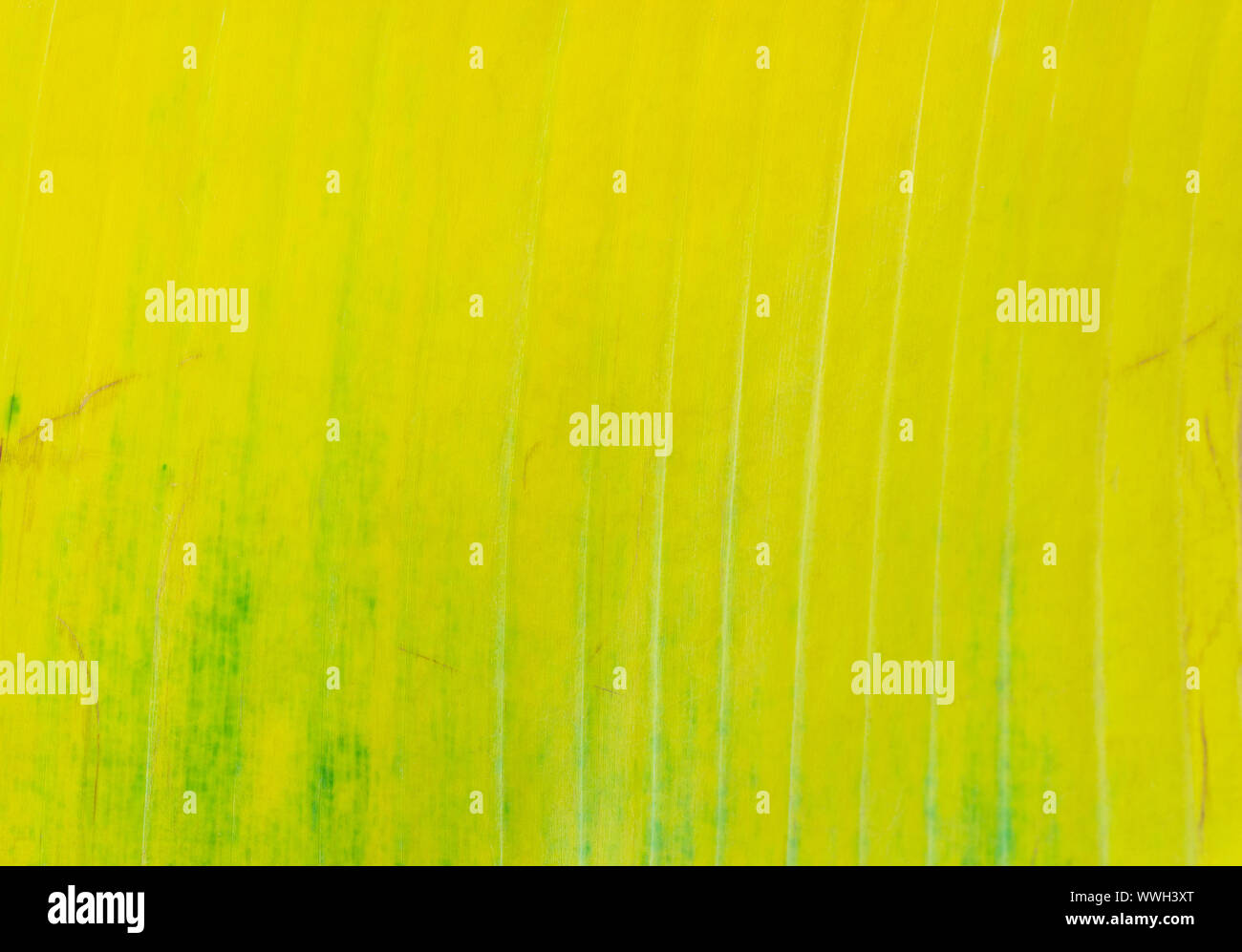 Natur Hintergrund Konzept auf closeup Textur von Banana leaf Stockfoto