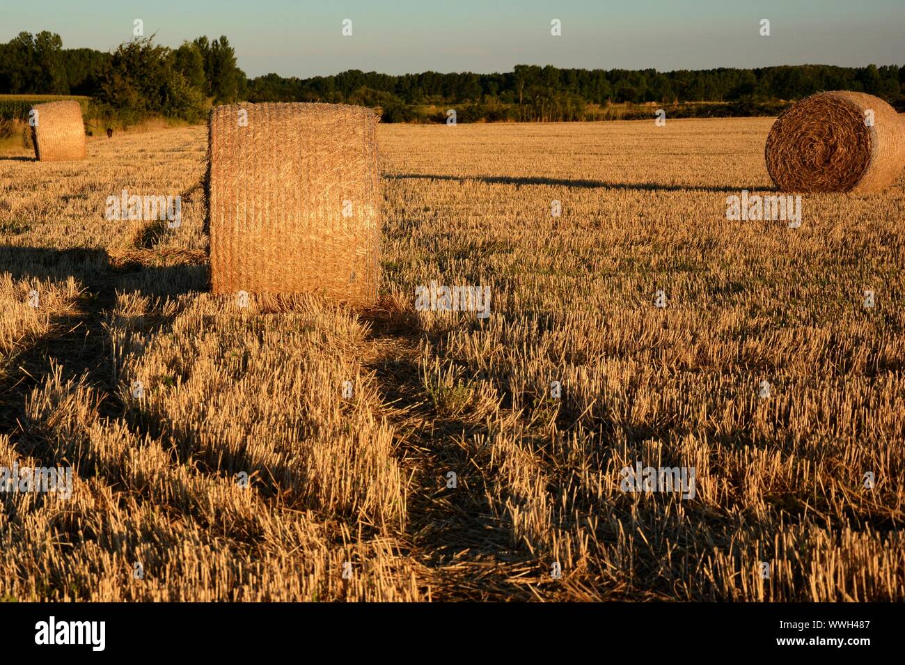 Ballen in einem Feld von Stroh Stockfoto