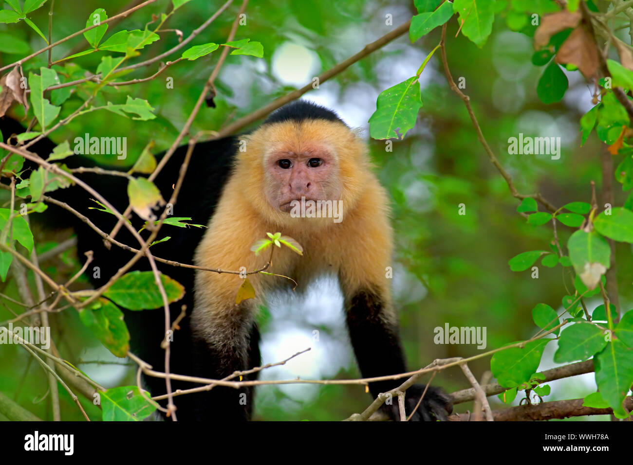 Weiß konfrontiert Kapuziner Stockfoto