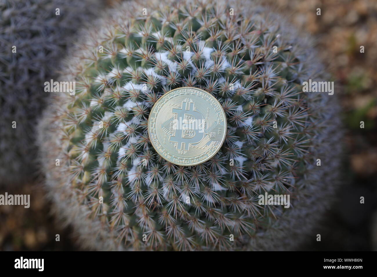 Bitcoin bis Münze in der Nähe auf einem goldenen Barrel Cactus Stockfoto