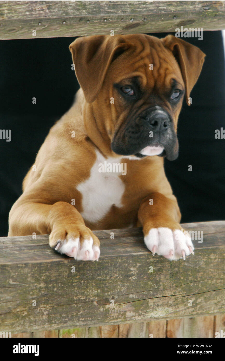 Deutscher Boxer, Deutscher Boxer Hund, Boxerdog, Boxer Hunde Stockfoto